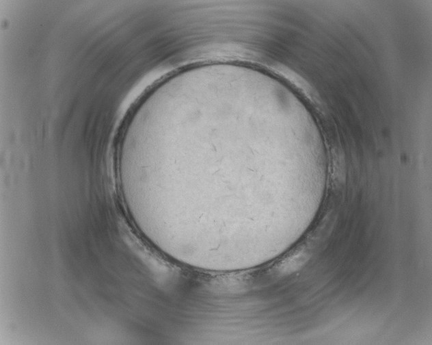 X0000079341078200612082018