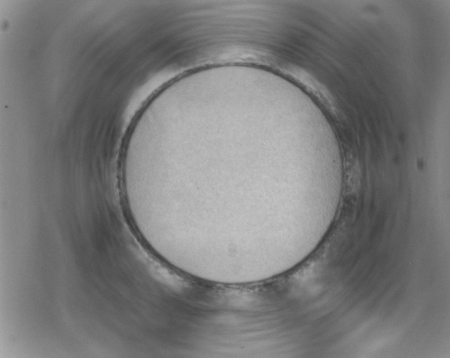 X0000079341086200612082018