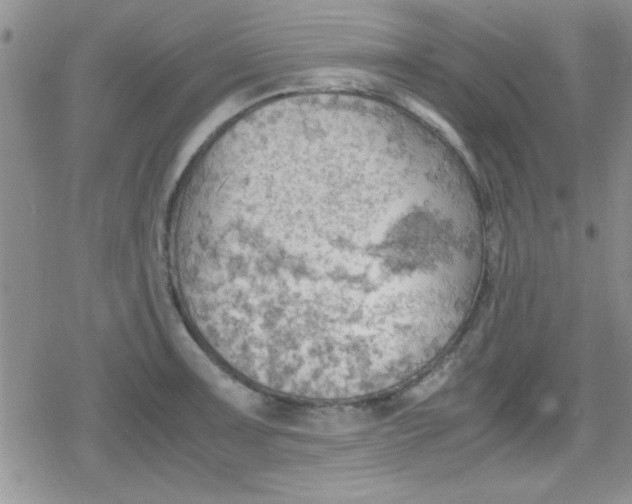 X0000079341091200612082018