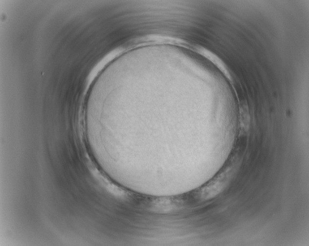 X0000079341098200612082018