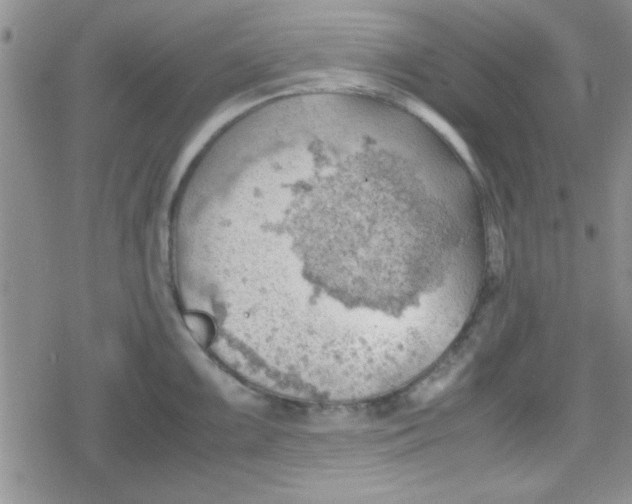 X0000079341099200612082018