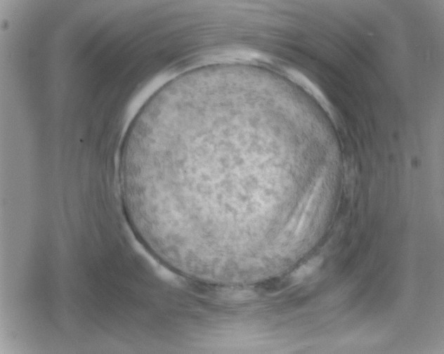 X0000079341103200612082018