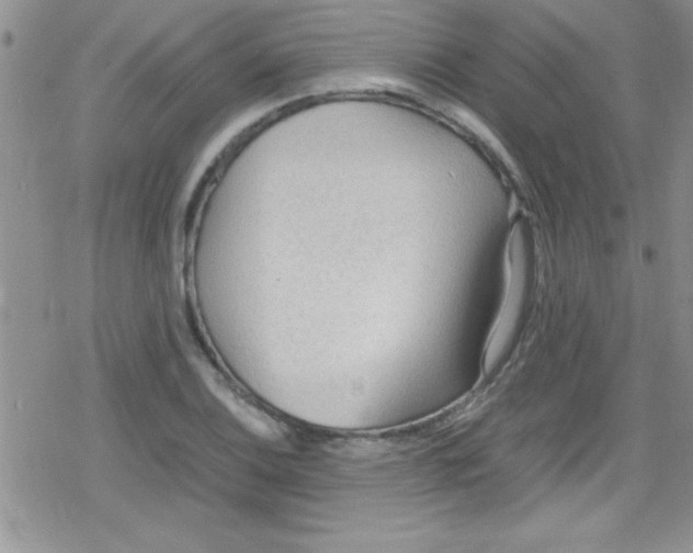 X0000079341124200612082017