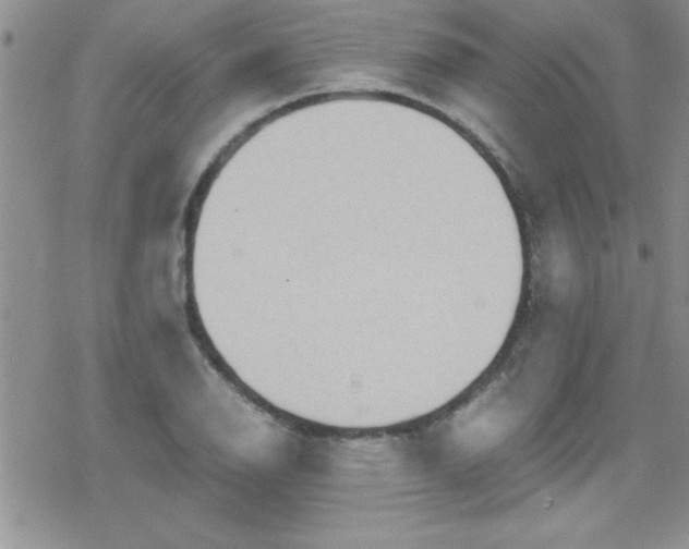 X0000079341126200612082017