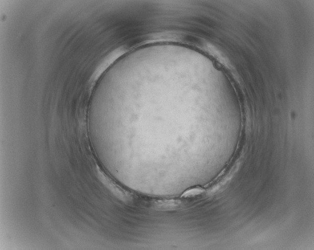 X0000079341137200612082018