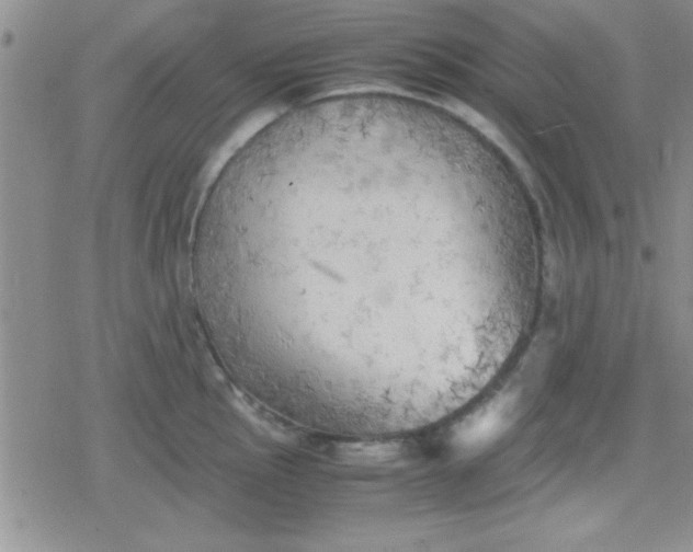 X0000079341145200612082018