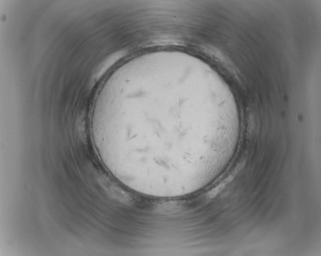 X0000079341162200612082017