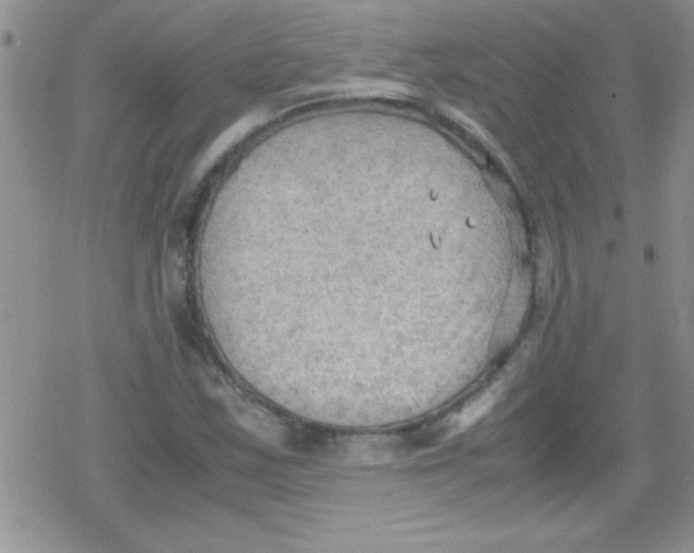 X0000079341163200612082017