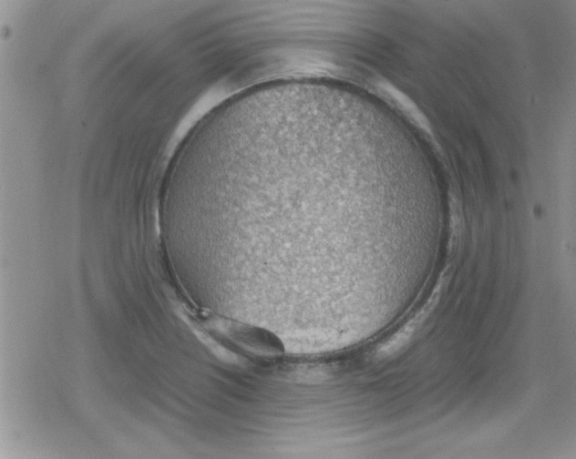 X0000079341226200612082016