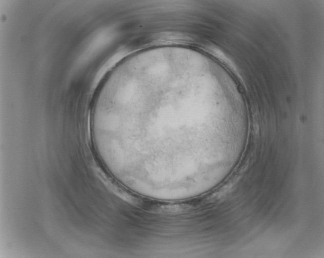 X0000079341227200612082016