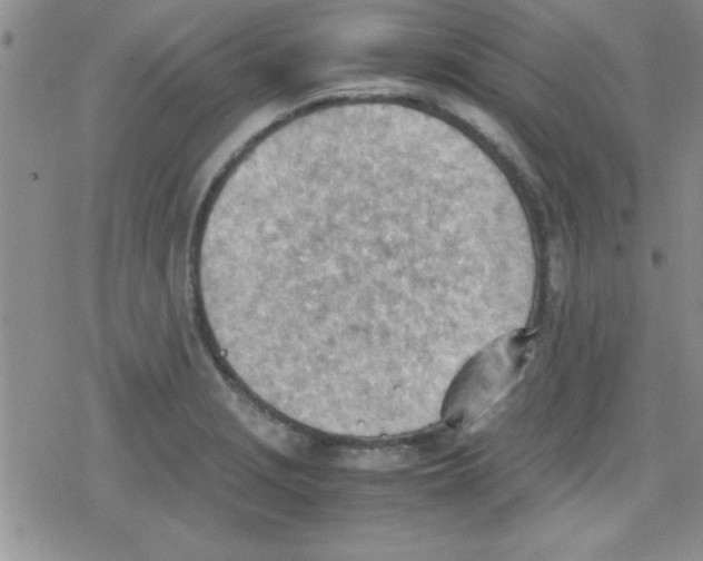 X0000079341229200612082016