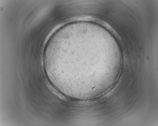 X0000079341232200612082016