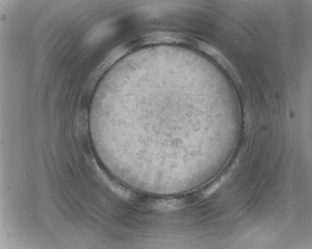 X0000079341233200612082016