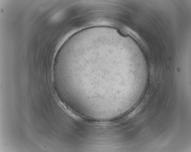 X0000079341236200612082016