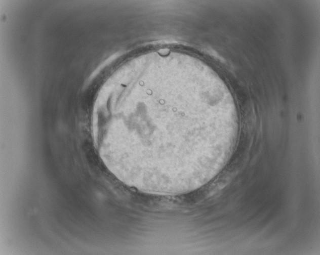 X0000079341255200612082015