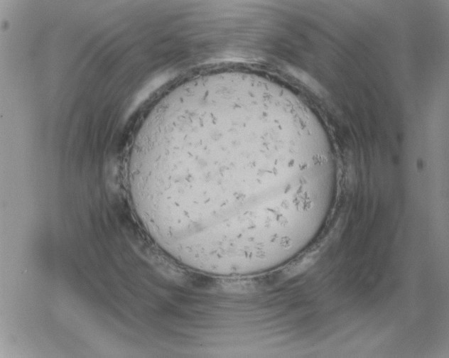 X0000079341258200612082015