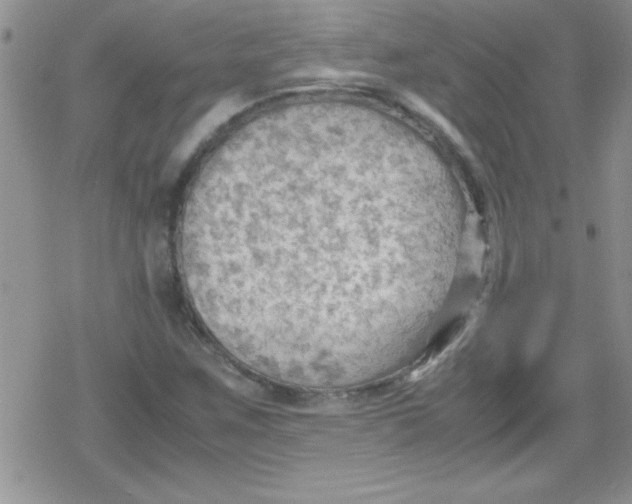 X0000079341259200612082015