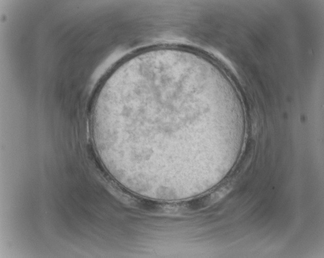 X0000079341271200612082015