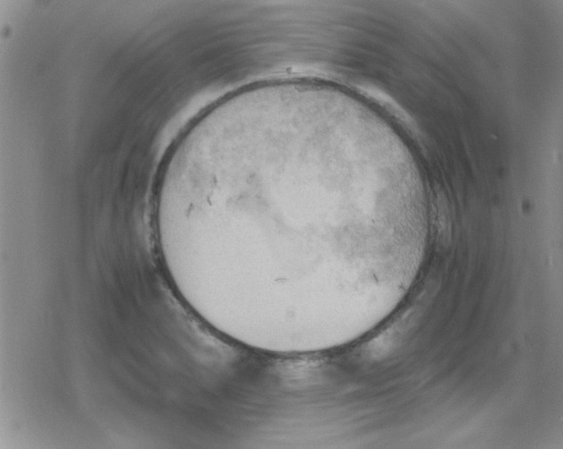 X0000079341278200612082015