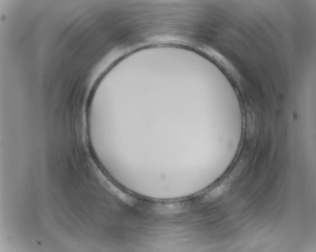 X0000079341286200612082015