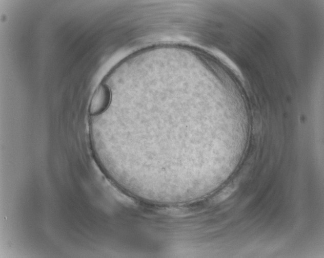 X0000079341287200612082015