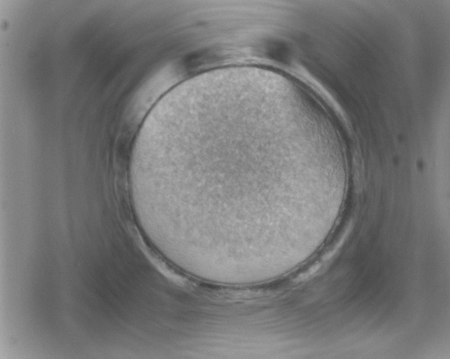 X0000079341289200612082015