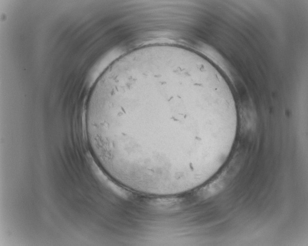 X0000079341290200612082015