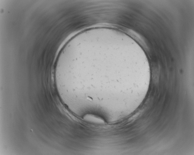 X0000079341292200612082015