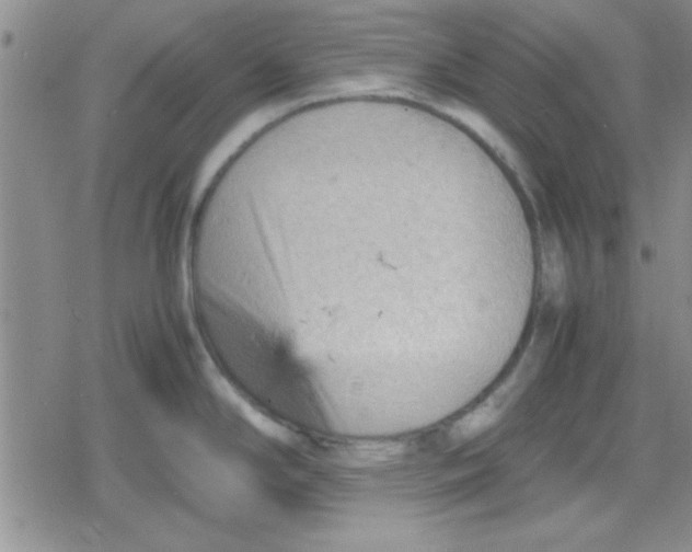 X0000079341294200612082015