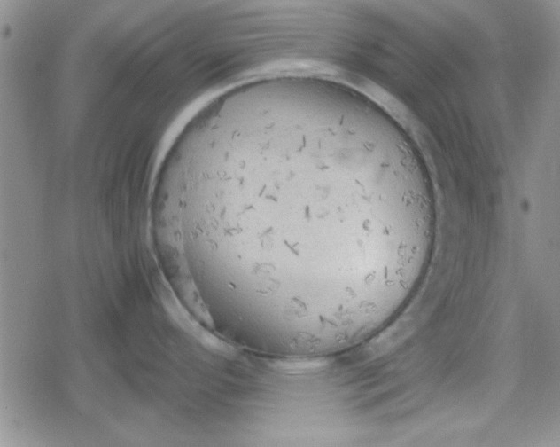 X0000079341296200612082015