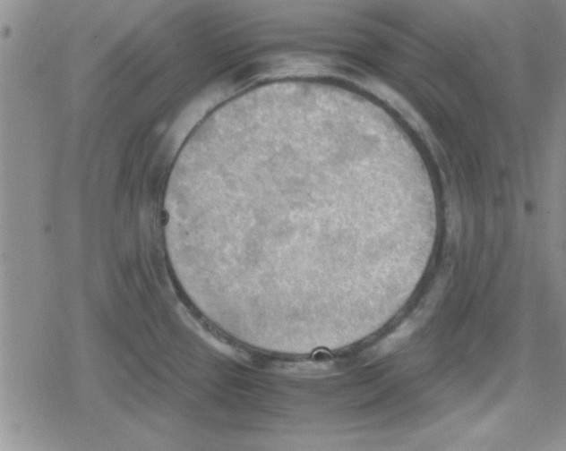 X0000079341337200612082015