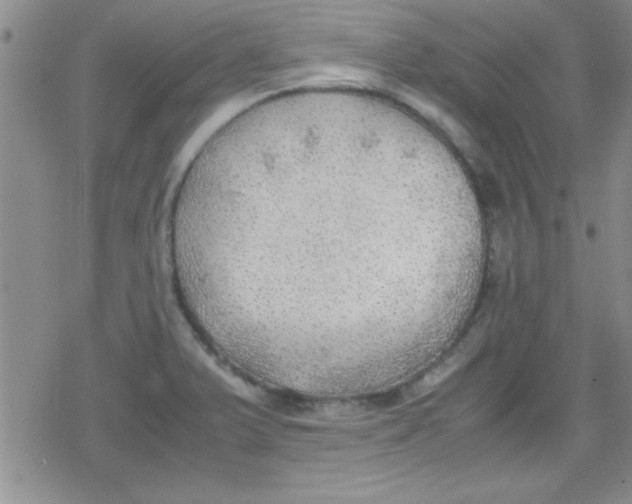 X0000079341375200612082013