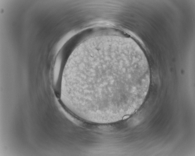 X0000079341383200612082013