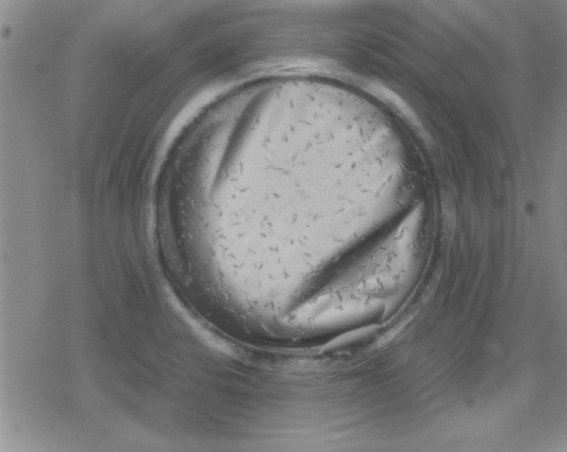 X0000079341424200612082013