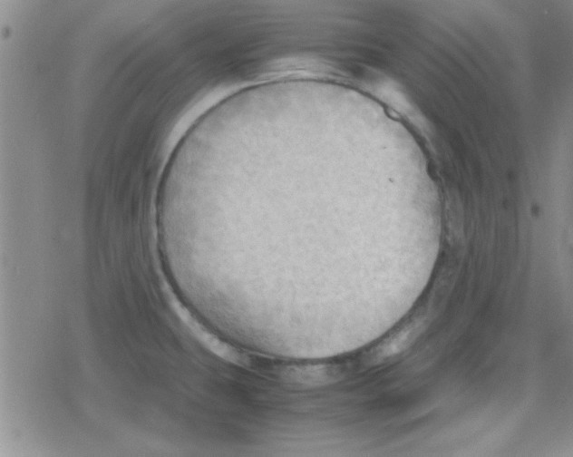 X0000079341431200612082013