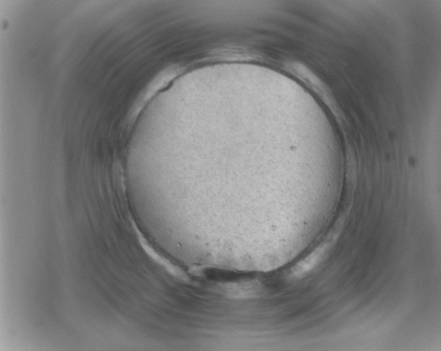 X0000079341433200612082013