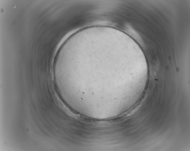 X0000079341436200612082013