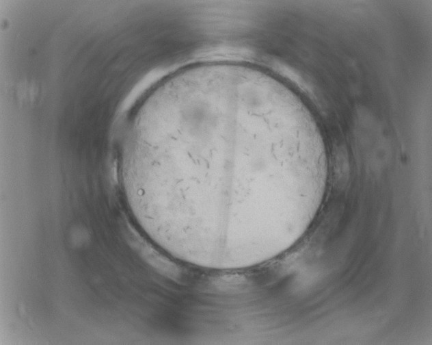 X0000079341462200612082012