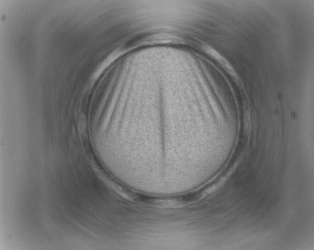 X0000079341465200612082012