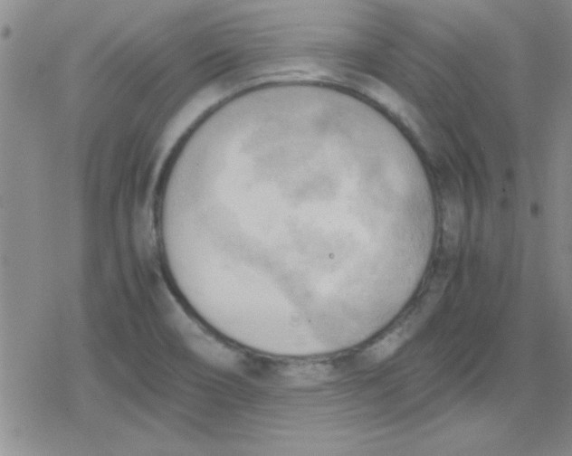 X0000079341466200612082012