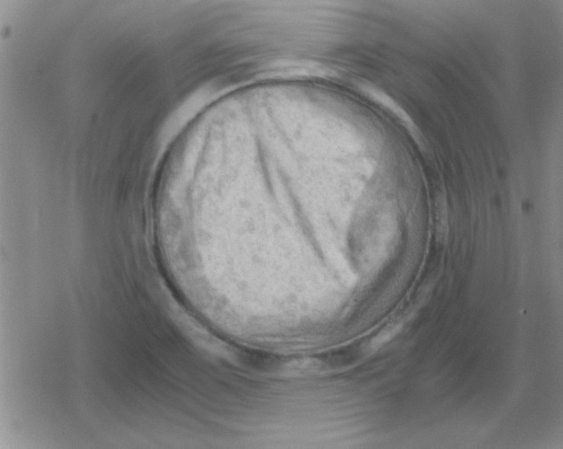 X0000079341467200612082012