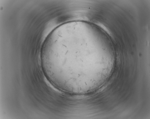 X0000079341468200612082012