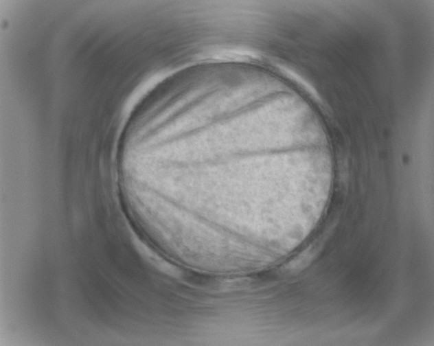 X0000079341471200612082012