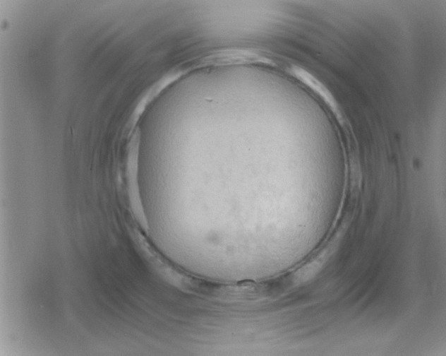 X0000079341481200612082012