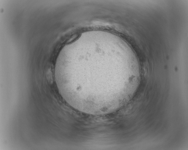 X0000079341493200612082011