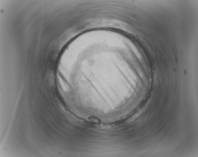 X0000079341505200612082011