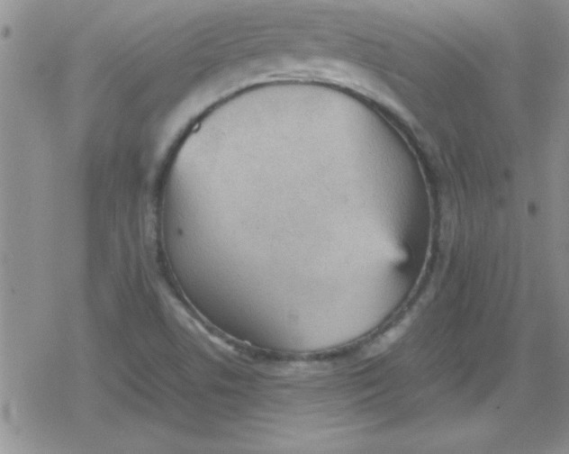 X0000079341506200612082011