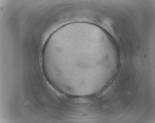 X0000079341508200612082011