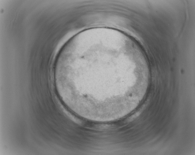 X0000079341517200612082011