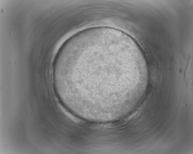 X0000079341519200612082011